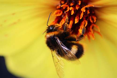 bee  invertebrate