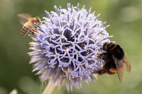 invertebrate bumble bee and honey bee perching on round blue flowers bee