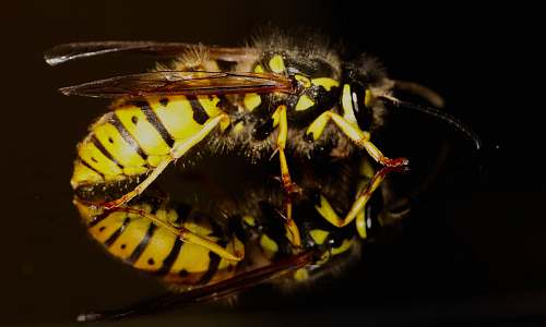 hornet closeup photo of yellow and black bee wasp
