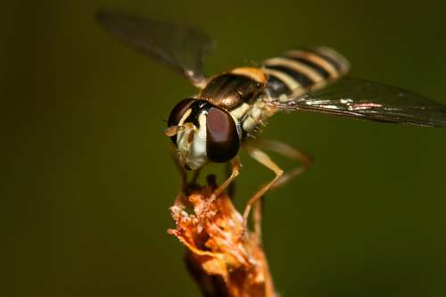 andrena macro photography of fruitfly wasp