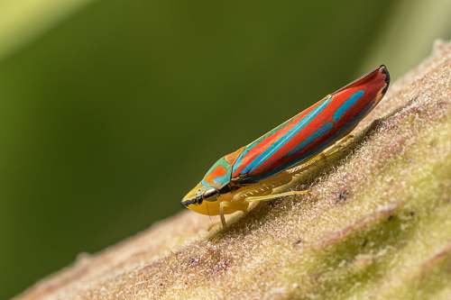 invertebrate red and yellow insect animal