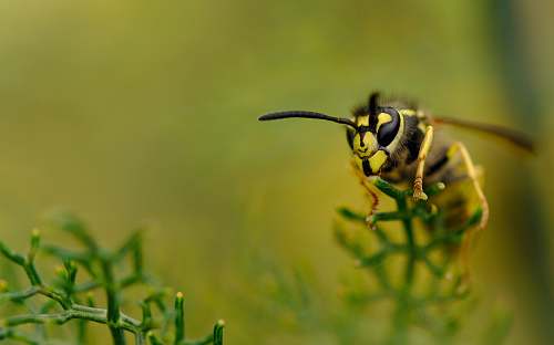 wasp yellow bee perch on green plant hornet