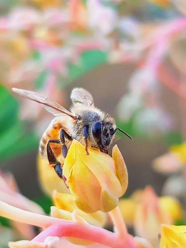 animal macro photography of bee on yellow flower honey bee