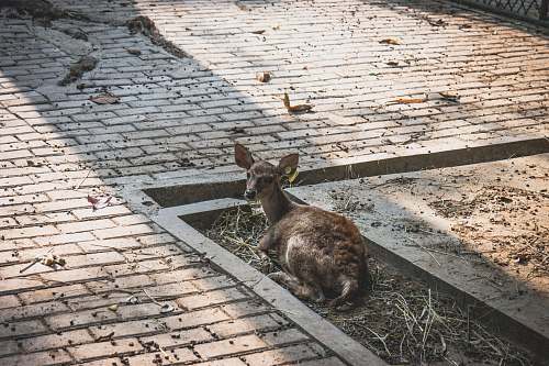 animal brown deer mammal