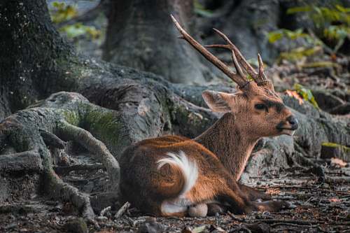animal brown deer near trees mammal