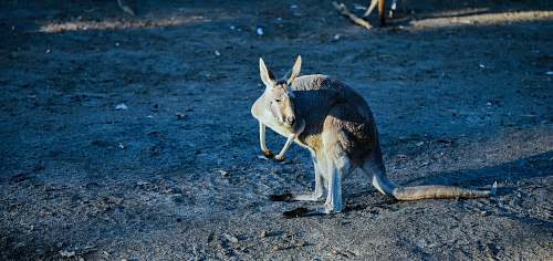 wallaby brown kangaroo animal