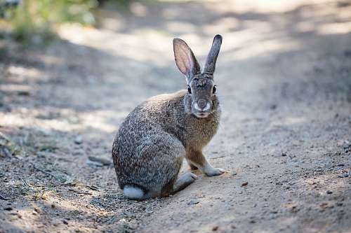 mammal gray rabbit on road animal