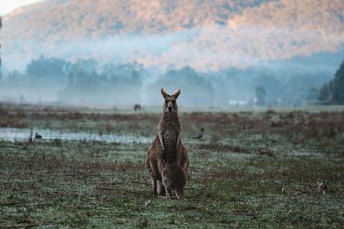 wallaby two kangaroos on green grass field animal
