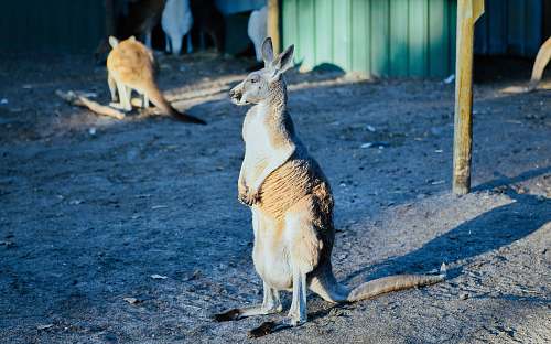 wallaby white and brown kangaroo mammal