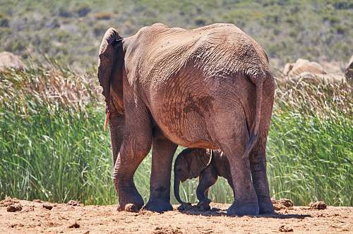 elephant  wildlife