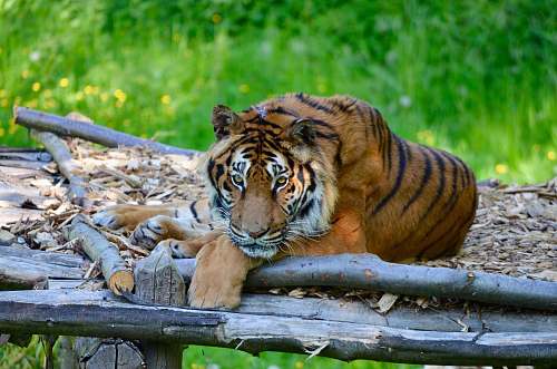 animal adult tiger lying on wooden platform tiger