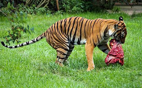 tiger brow and black tiger close-up photography wildlife