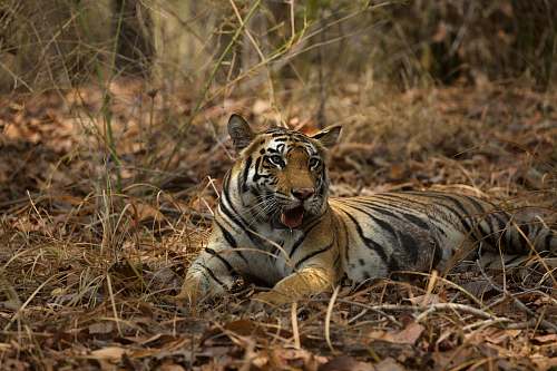 tiger brown and black tiger lying on dried leaves animal