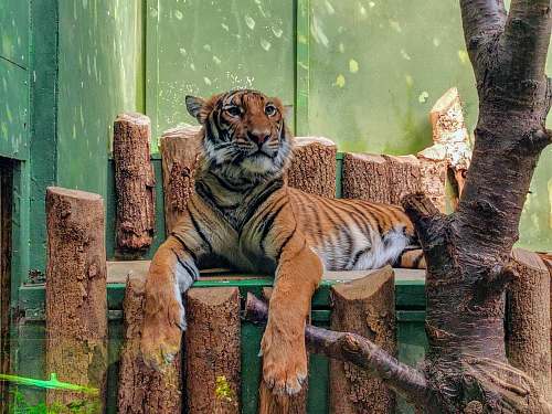wildlife brown and black tiger tiger