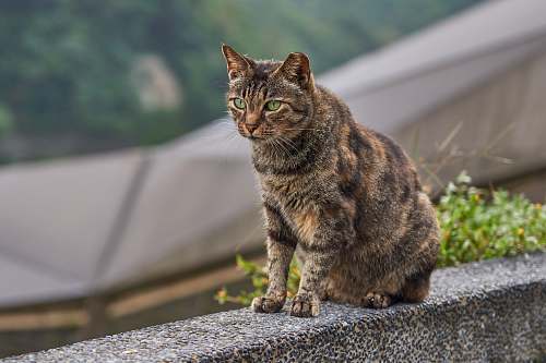 pet brown and gray tabby cat cat