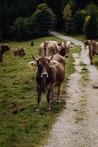 cattle brown cattle animal