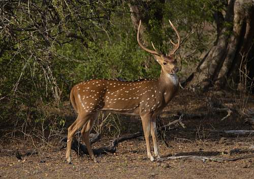 wildlife brown deer antelope
