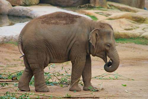 animal brown elephant elephant