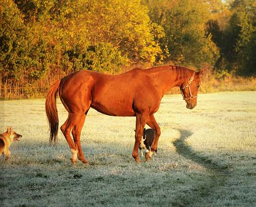 animal brown horse at field horse