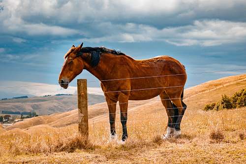 animal brown horse standing near fence during daytime horse