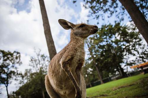 kangaroo brown kangaroo wallaby