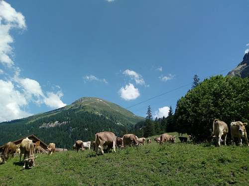 cow cattle on grass field cattle