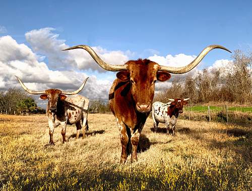 longhorn cows on grassy field under blue cloudy sky cattle