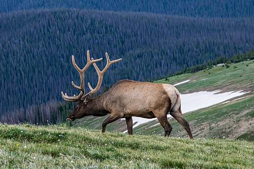 wildlife deer walking on grass field elk