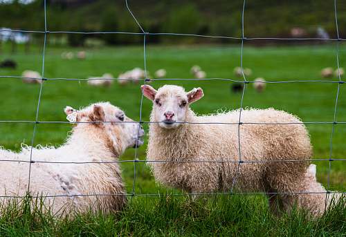 animal flock of sheep inside grey wire fenced pasture sheep