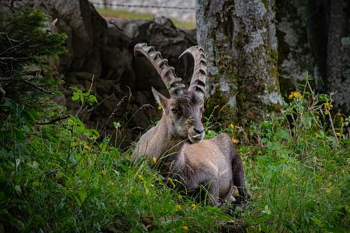 animal goat with horn behind bushes wallaby