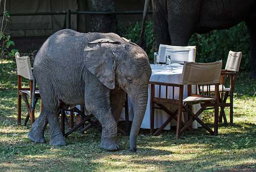 wildlife gray elephant beside dining set elephant
