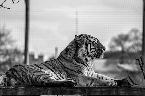tiger grayscale photo of tiger black-and-white