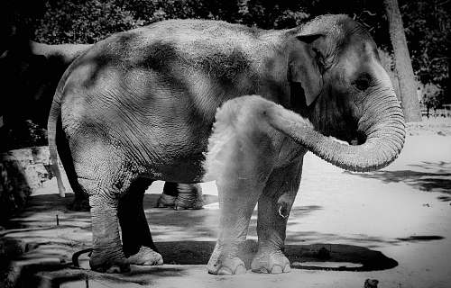 black-and-white grayscale photography of elephant elephant