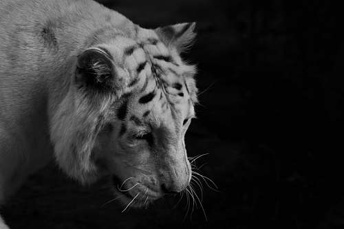 black-and-white greyscale photo of tiger wildlife
