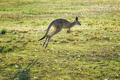 animal kangaroo jumping during daytime kangaroo