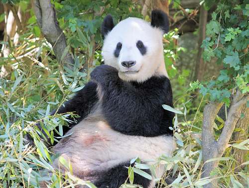 bear panda on tree wildlife