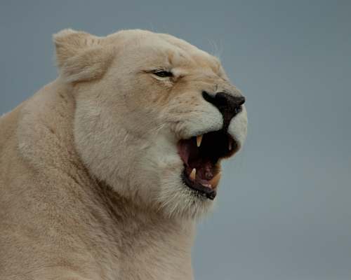 wildlife roaring brown lion lion