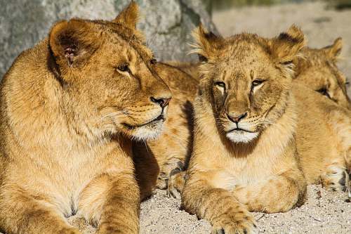 animal several lions lion
