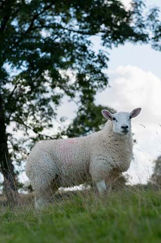 animal sheep near tree sheep