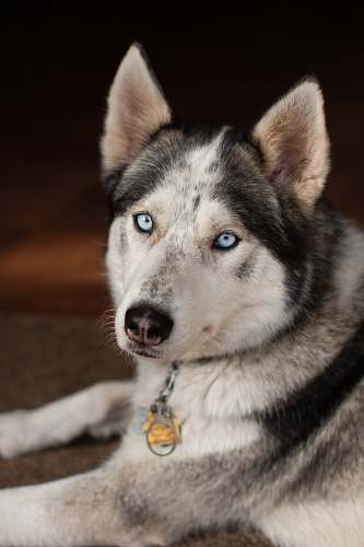 pet Siberian husky dog lying on brown floor dog