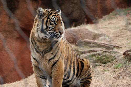 tiger tiger sitting on brown grass during daytime wildlife