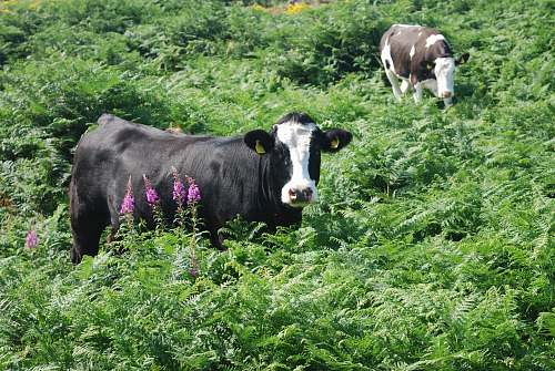 cow two black and white cattle in green fern plants cattle