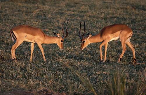 antelope two brown deer on grass field wildlife