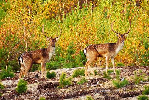 wildlife two brown deers antelope