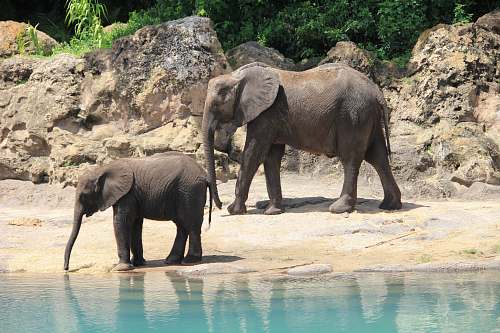 elephant two gray elephants near shoreline during daytime wildlife