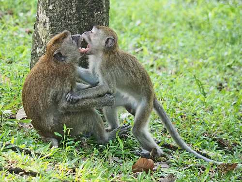 animal two monkey sits near tree kangaroo