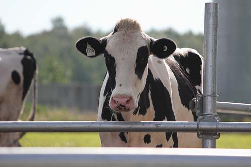 animal white and black cattle close-up photography dairy cow