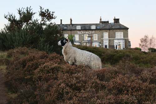 animal white and black ram near plants viewing The Cow and Calf building sheep