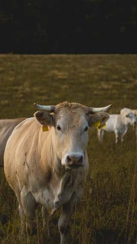 animal white and brown cow standing on grass cow