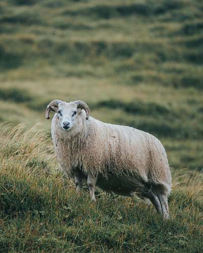 animal white sheep sheep